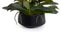 Phalaenopsis Orchid x9 in Porcelain Bowl 20"H Fuchsia / Black Porcelain
