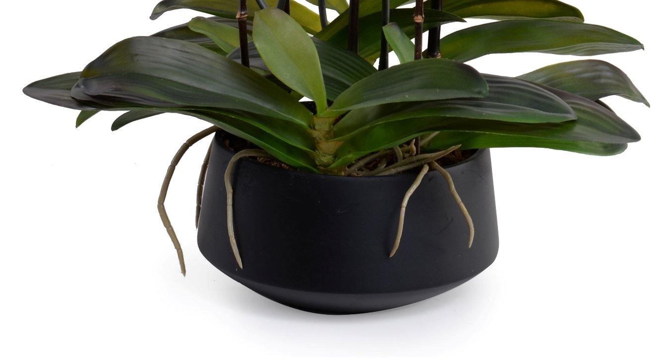 Phalaenopsis Orchid x9 in Porcelain Bowl 20"H Fuchsia / Black Porcelain