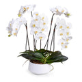 Phalaenopsis Orchid x5 in White Porcelain Bowl 30"H White
