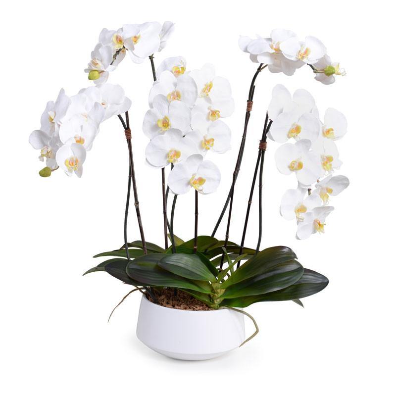 Phalaenopsis Orchid x5 in White Porcelain Bowl 30"H White