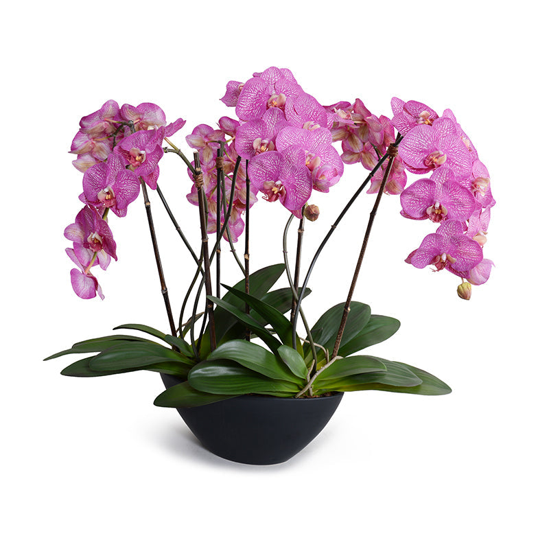 Phalaenopsis Orchid x6 in Black Oval Porcelain 29"H
