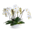 Phalaenopsis Orchid x6 in White Oval Porcelain 29"H