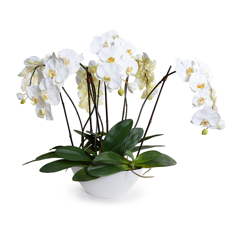 Phalaenopsis Orchid x6 in White Oval Porcelain 29"H