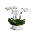 Phalaenopsis Orchid x5 in White Porcelain Bowl 25"H White Porcelain