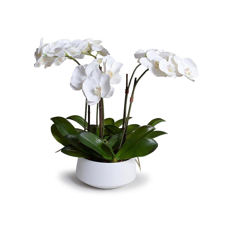 Phalaenopsis Orchid x5 in White Porcelain Bowl 25"H White Porcelain