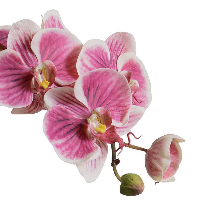 Phalaenopsis Orchid in x1 Terracotta 28"H Fuchsia Cream