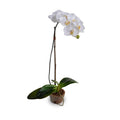 Phalaenopsis Orchid in x1 Terracotta 28"H White