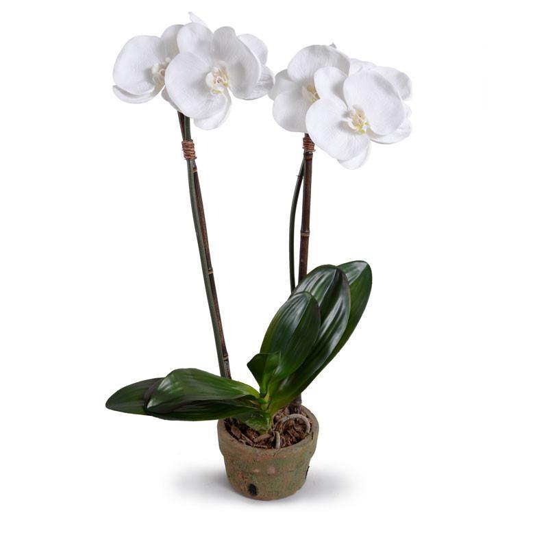 Phalaenopsis Orchid x2 in Terracotta 22"H