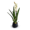 Cymbidium Orchid in Black Porcelain Vase 26"H