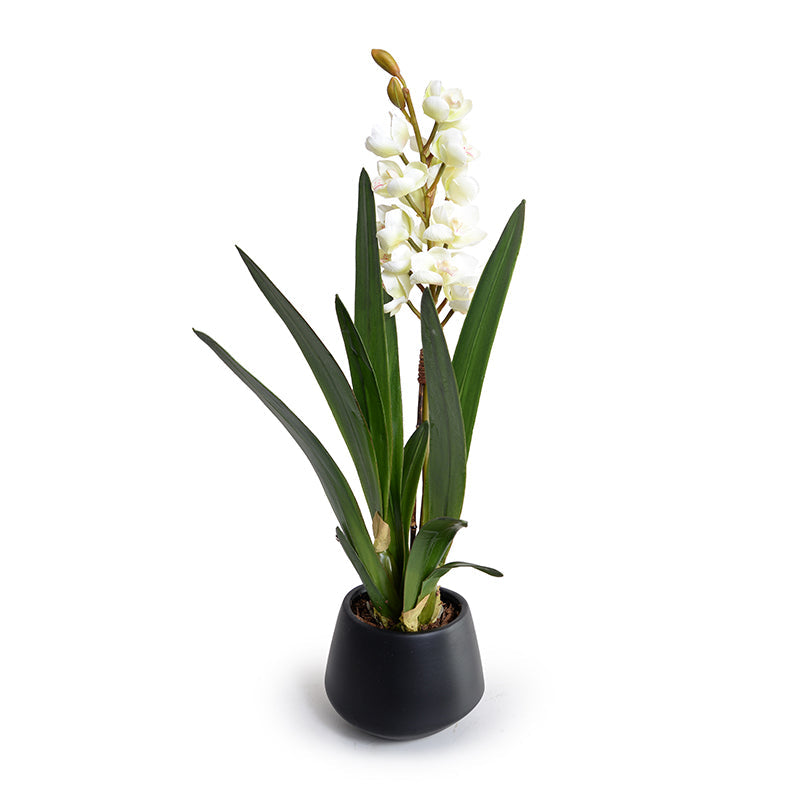 Cymbidium Orchid in Black Porcelain Vase 26"H