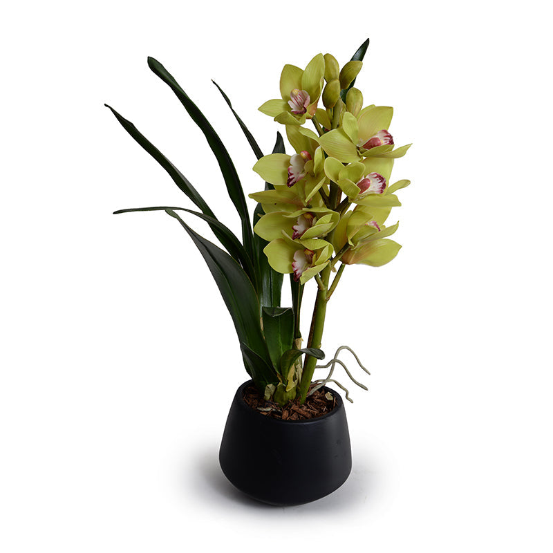 Cymbidium Orchid in Black Porcelain Vase 22"H
