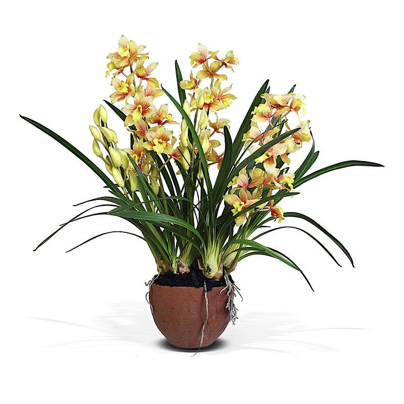 Cymbidium Orchid in Terracotta 32"H