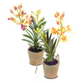 Mini Orchid Assortment