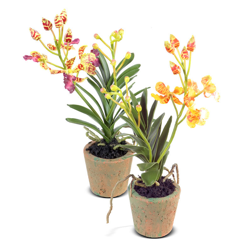 Mini Orchid Assortment