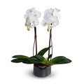 Phalaenopsis Orchid x2 in Porcelain Bowl 28"H Metallic Black / White