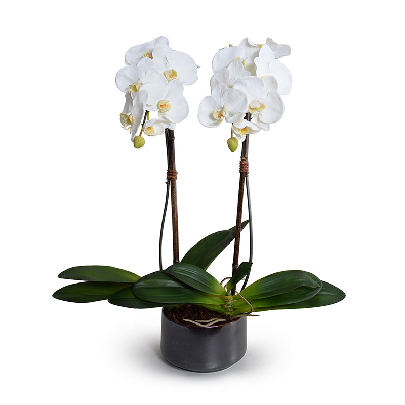 Phalaenopsis Orchid x2 in Porcelain Bowl 28"H Metallic Black / White