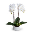 Phalaenopsis Orchid x2 in Porcelain Bowl 28"H White / White
