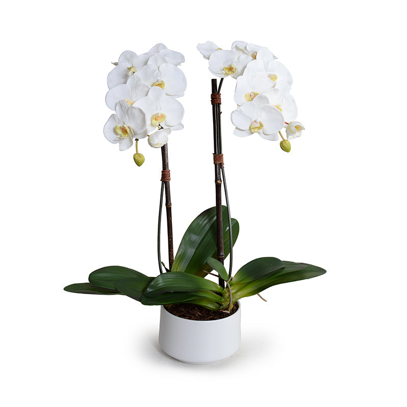 Phalaenopsis Orchid x2 in Porcelain Bowl 28"H White / White