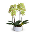 Phalaenopsis Orchid x2 in White Porcelain Bowl 28"H