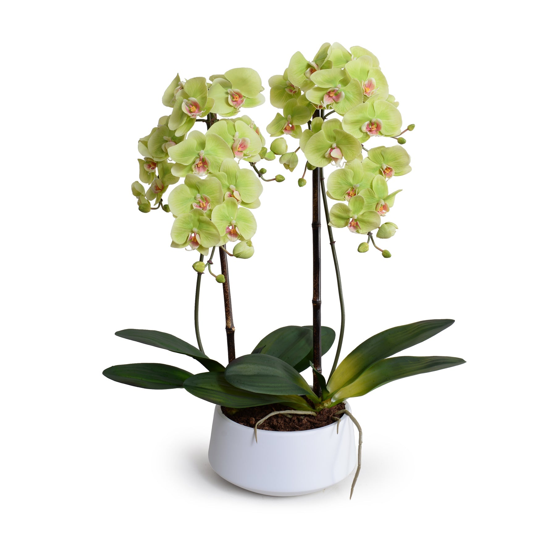 Phalaenopsis Orchid x2 in White Porcelain Bowl 28"H