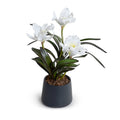 Cattleya Orchids in Black Porcelain 16"H