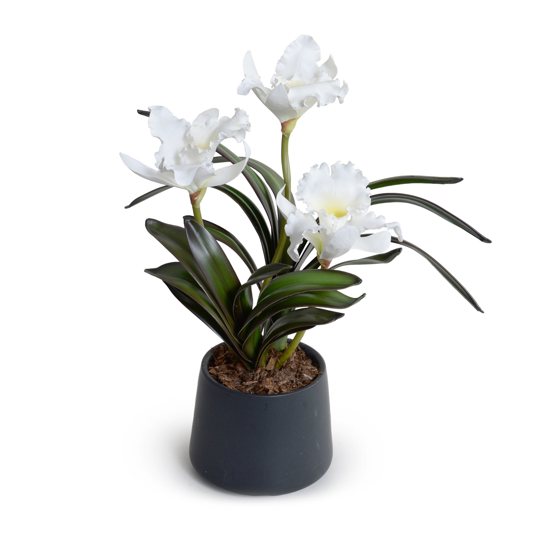 Cattleya Orchids in Black Porcelain 16"H