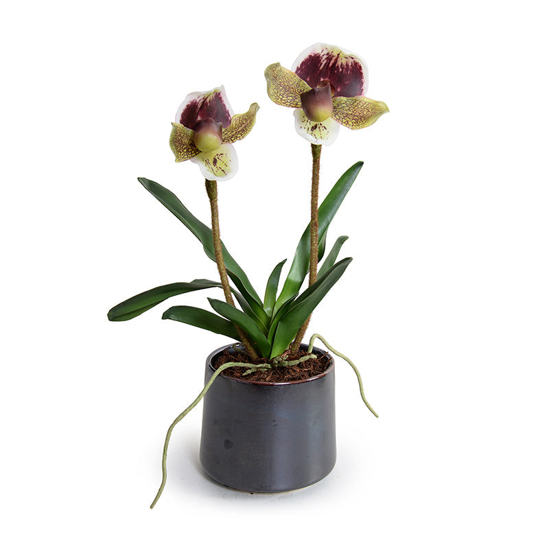 Lady's Slipper Orchid Burgundy-green / Metallic Black Porcelain