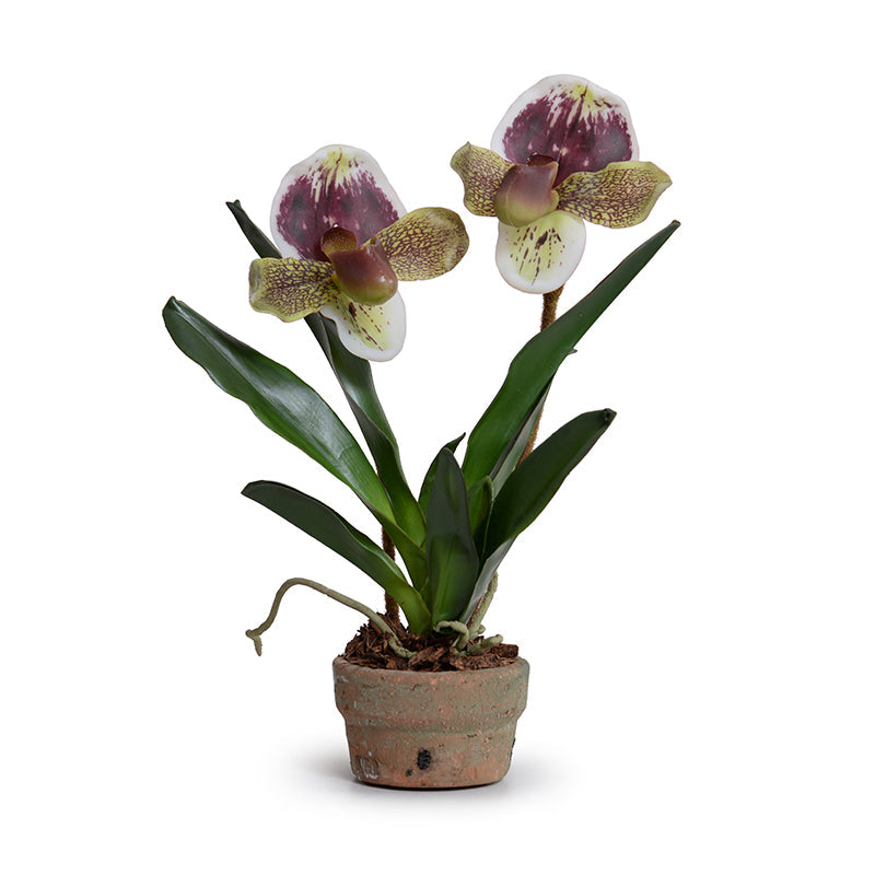 Lady's Slipper Orchid Burgundy-green / Terracotta Pot