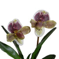 Lady's Slipper Orchid Burgundy-green / White Porcelain