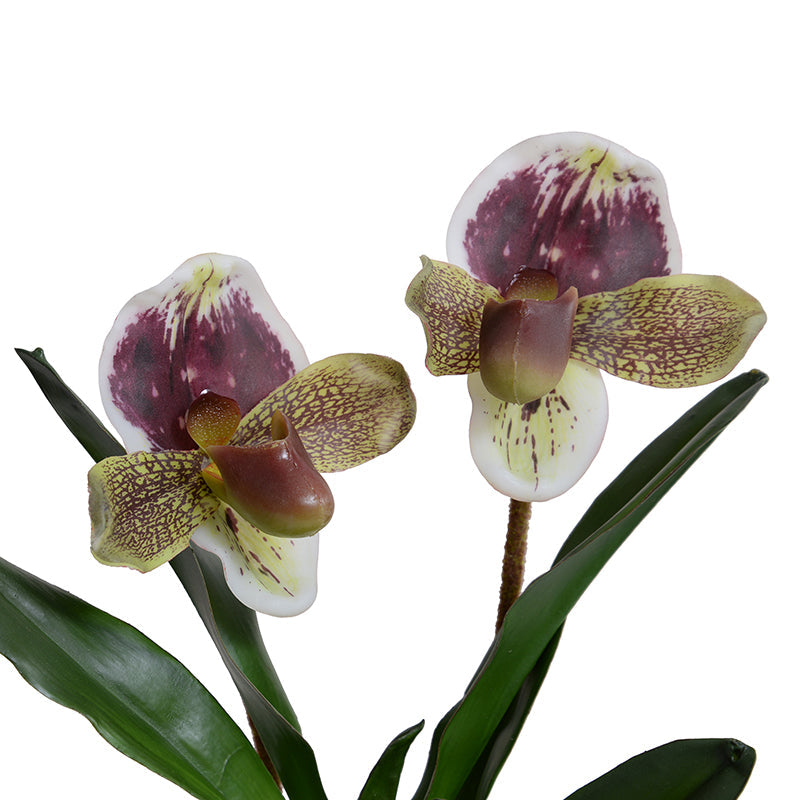 Lady's Slipper Orchid Burgundy-green / White Porcelain