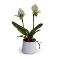Lady's Slipper Orchid Green-white / White Porcelain