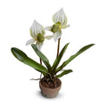 Lady's Slipper Orchid Green-white / Terracotta Pot
