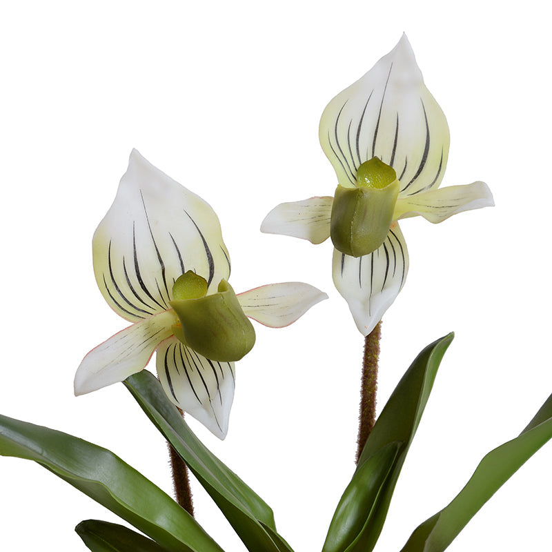 Lady's Slipper Orchid Green-white / Metallic Black Porcelain