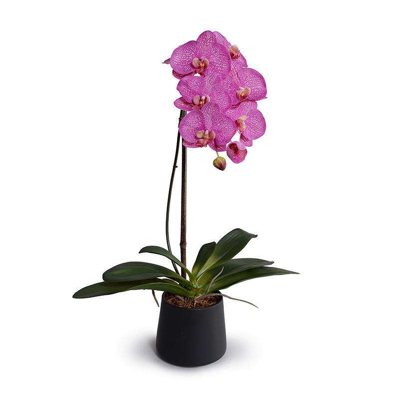 Phalaenopsis Orchid x1 in Porcelain 27"H Fuchsia / Metallic Black