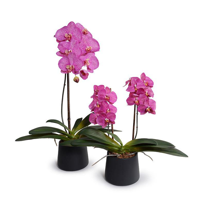 Phalaenopsis Orchid x2 in Porcelain Vase 18"H Fuchsia / Metalilc Black