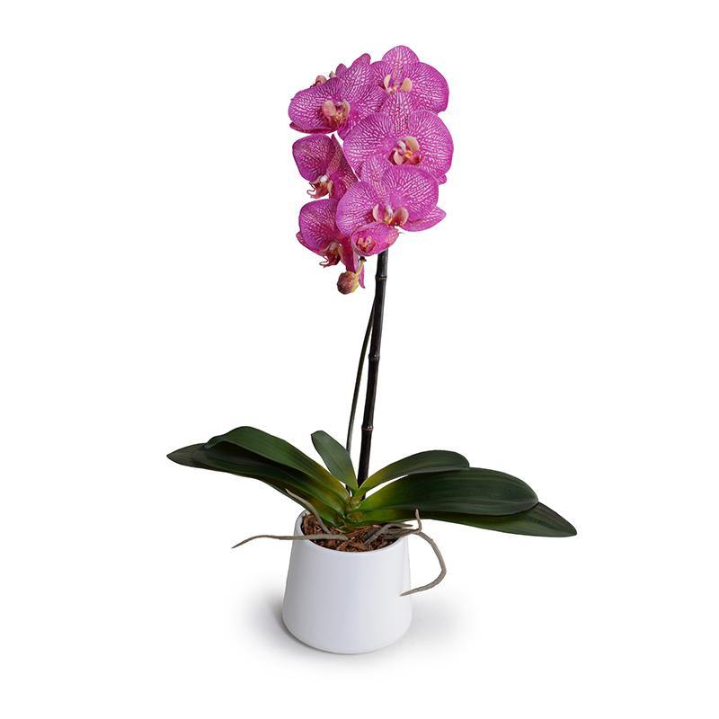 Phalaenopsis Orchid x1 in Porcelain 27"H Fuchsia / White