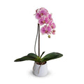 Phalaenopsis Orchid x1 in Porcelain 27"H Fuchsia Cream / White