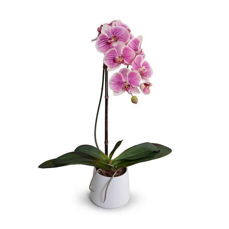 Phalaenopsis Orchid x1 in Porcelain 27"H Fuchsia Cream / White