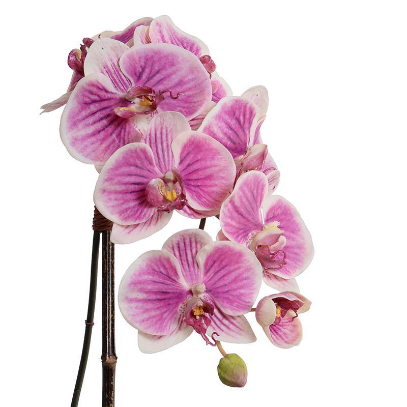 Phalaenopsis Orchid x1 in Porcelain 27"H Fuchsia Cream / Metallic Black