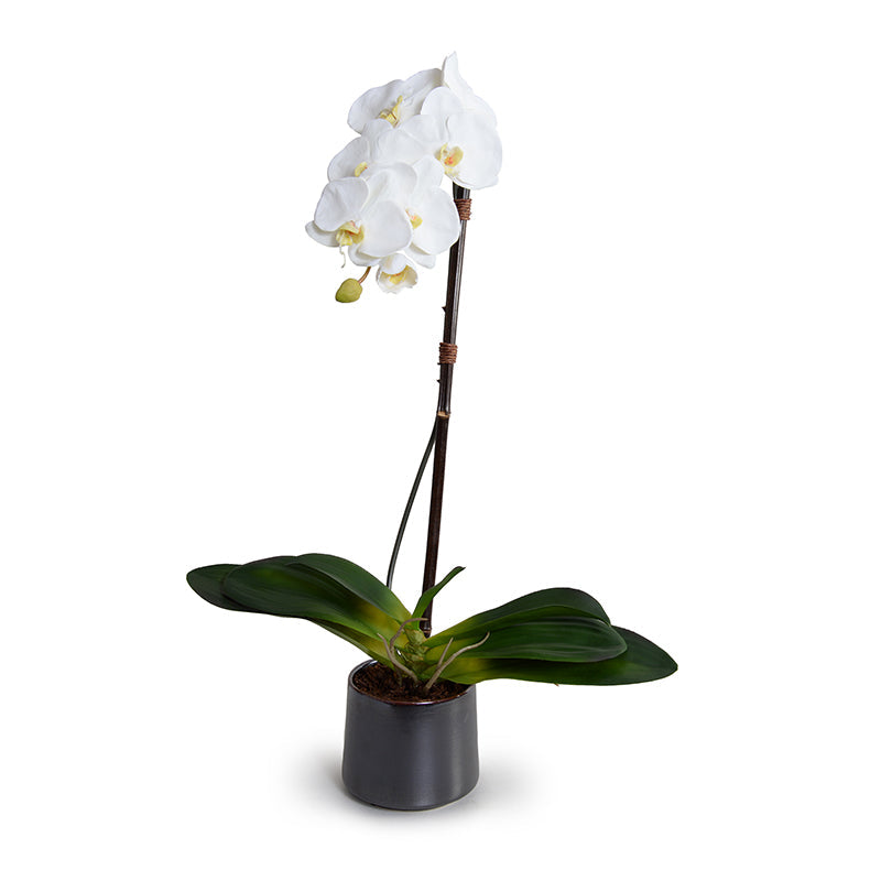 Phalaenopsis Orchid x1 in Porcelain 27"H White / Metallic Black