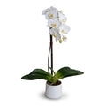 Phalaenopsis Orchid x1 in Porcelain 27"H White / White