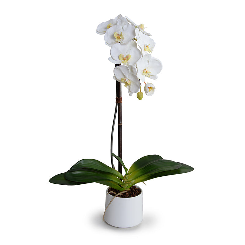 Phalaenopsis Orchid x1 in Porcelain 27"H White / White