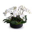 Phalaenopsis Orchid x9 in Porcelain Bowl 20"H White / Black Porcelain