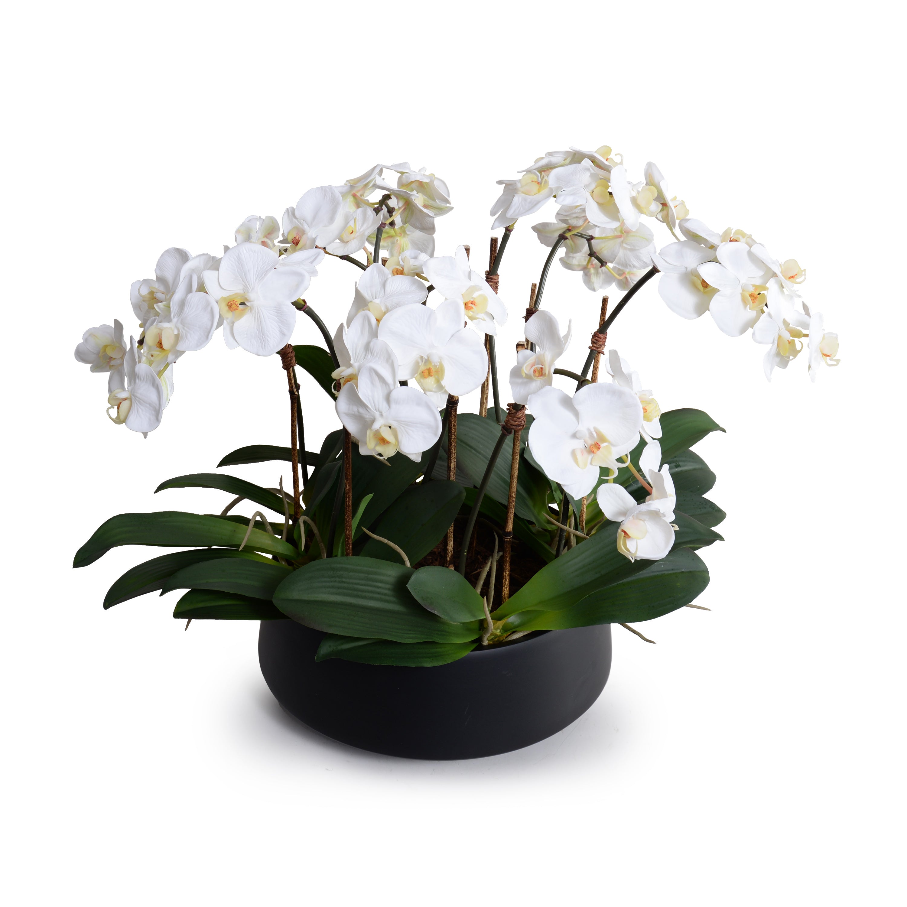 Phalaenopsis Orchid x9 in Porcelain Bowl 20"H White / Black Porcelain