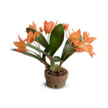 Disa Orchid in Terracotta - Orange