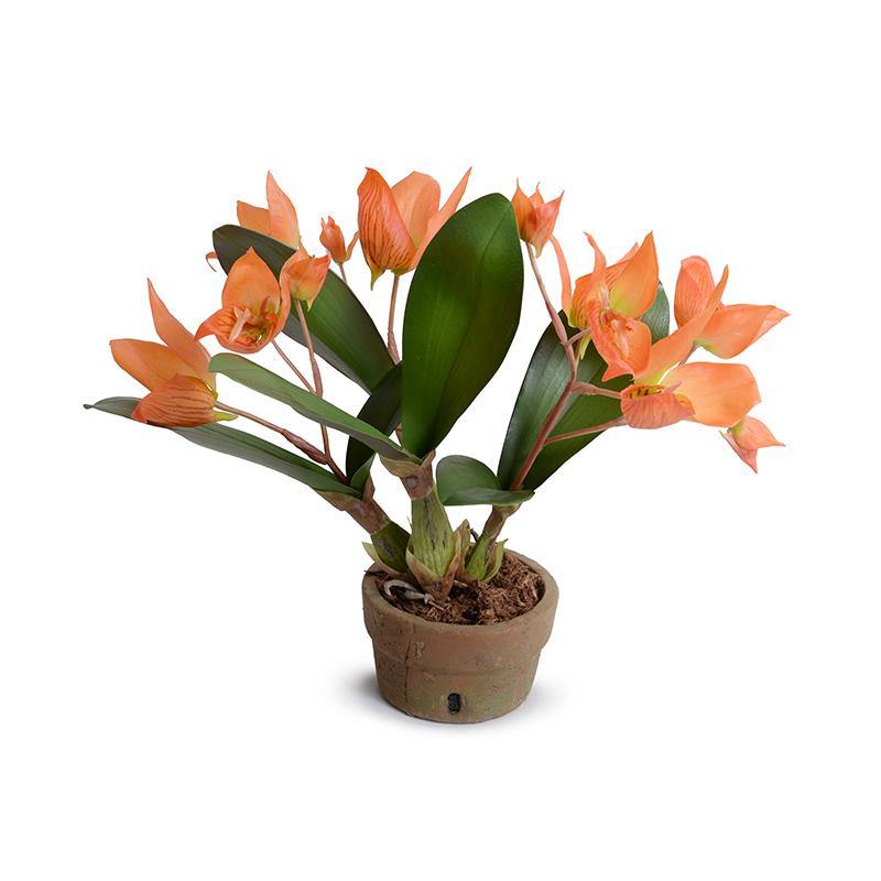 Disa Orchid in Terracotta - Orange