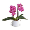 Phalaenopsis Orchid x2 in Porcelain Vase 18"H Fuchsia / White