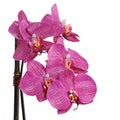 Phalaenopsis Orchid x1 in Porcelain Vase 18"H Fuchsia / White
