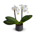 Phalaenopsis Orchid x2 in Porcelain Vase 18"H White / Metalilc Black