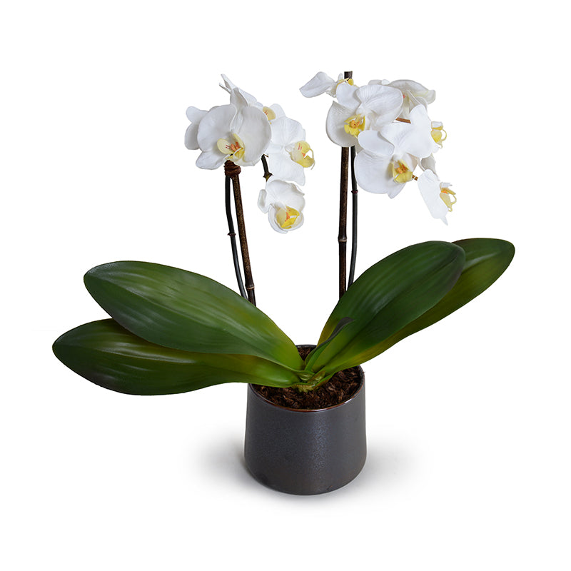 Phalaenopsis Orchid x2 in Porcelain Vase 18"H White / Metalilc Black